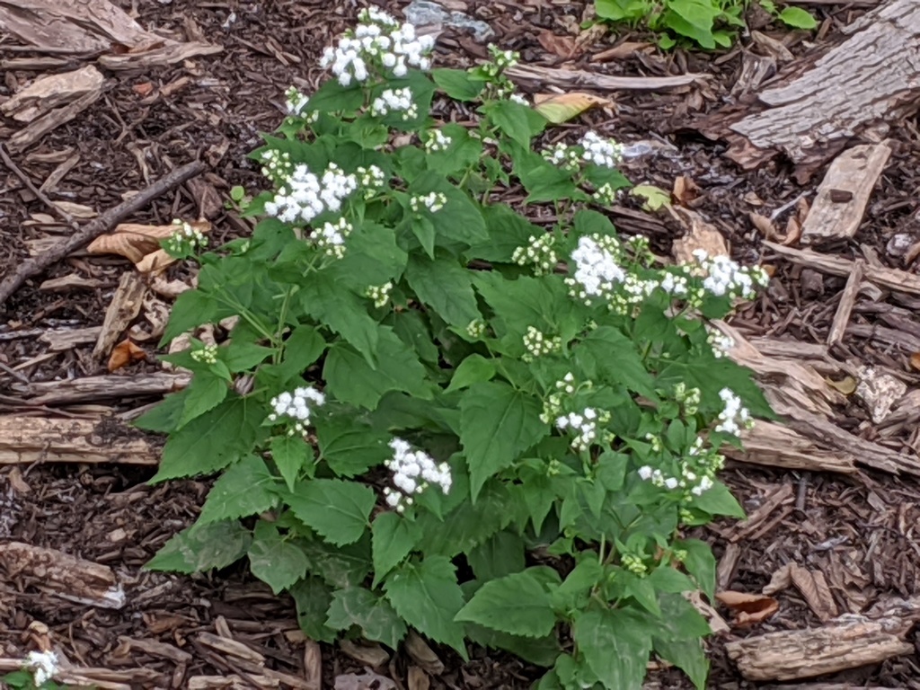 White snakeroot