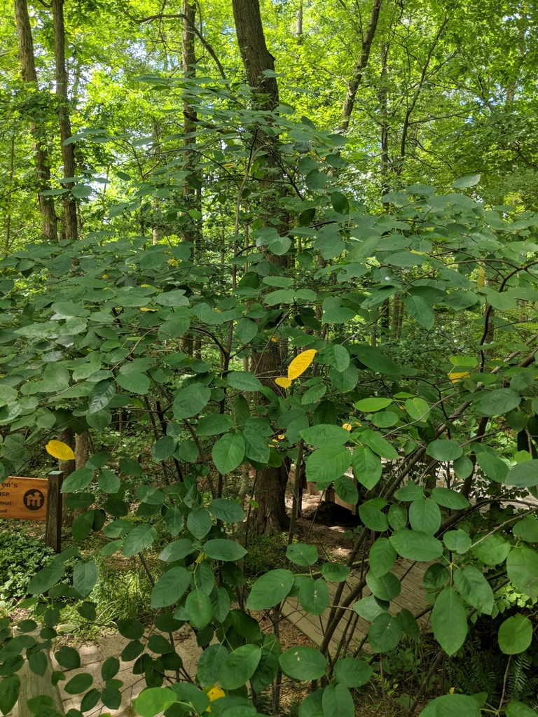 Downy serviceberry