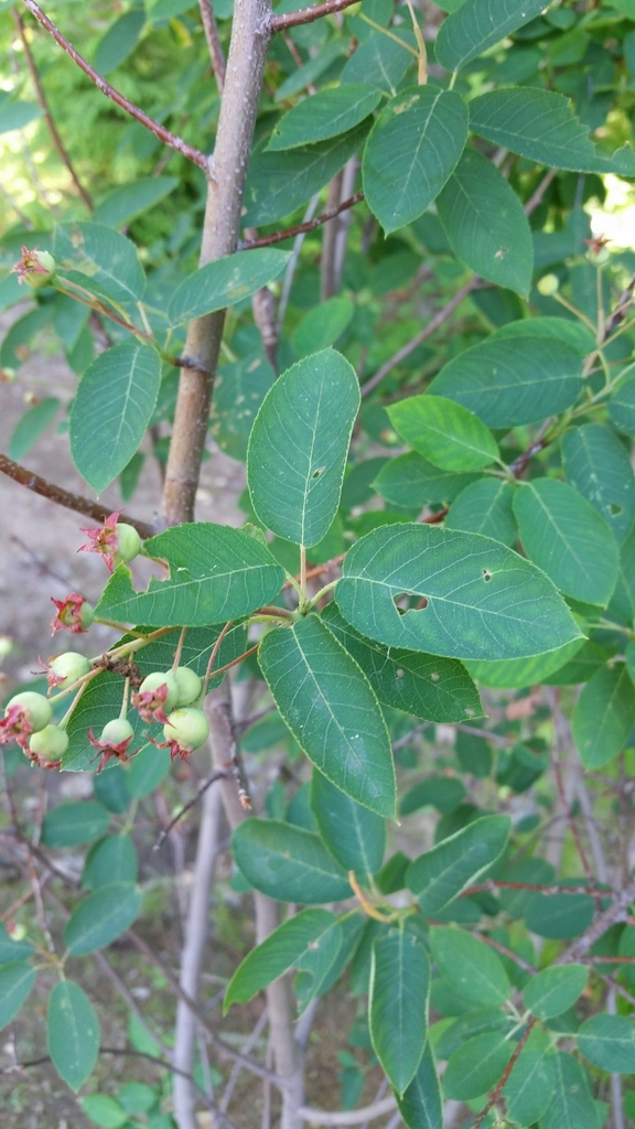 Smooth serviceberry