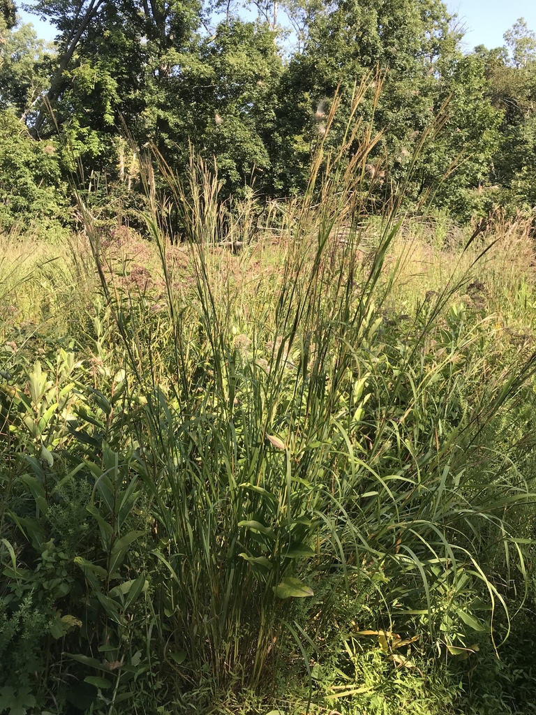 Big bluestem