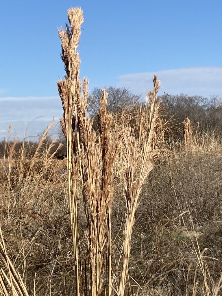 Bushy bluestem