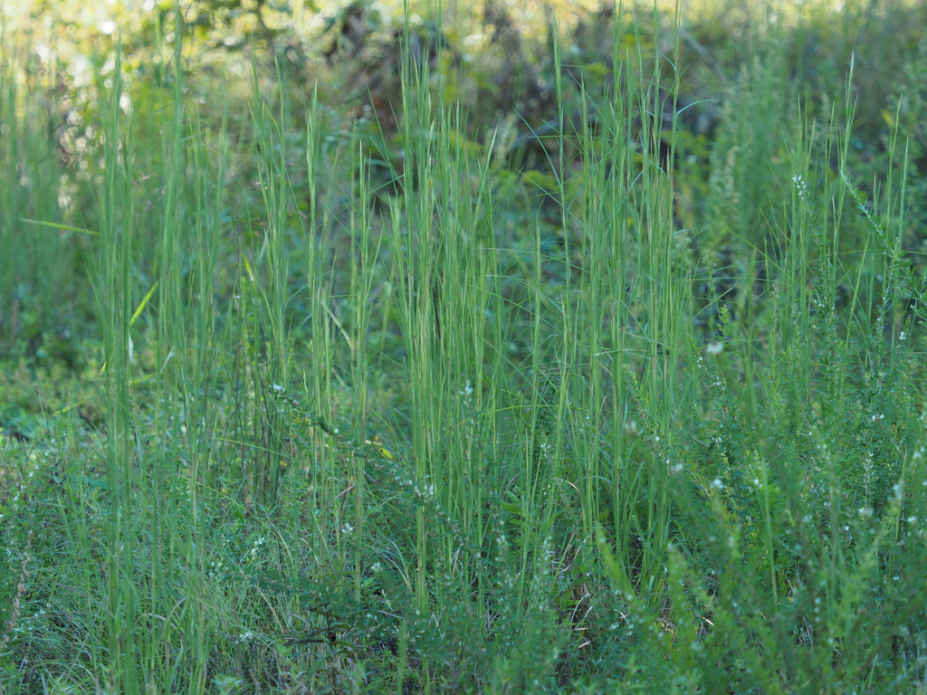 Broomsedge