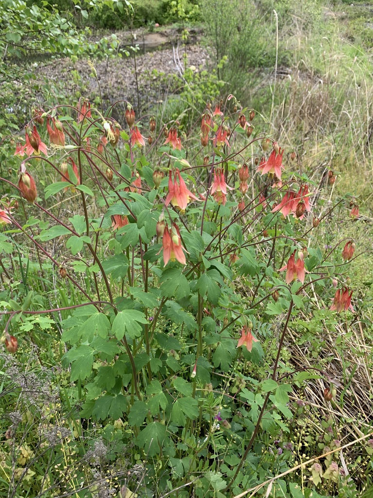 Eastern red columbine
