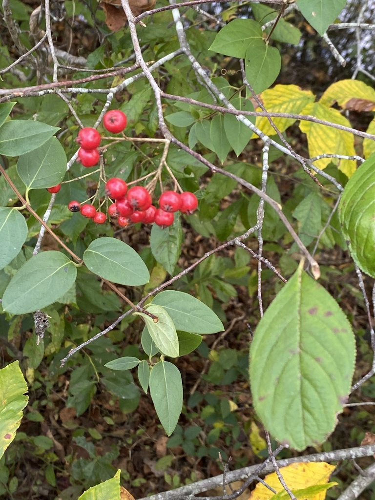 Red chokeberry