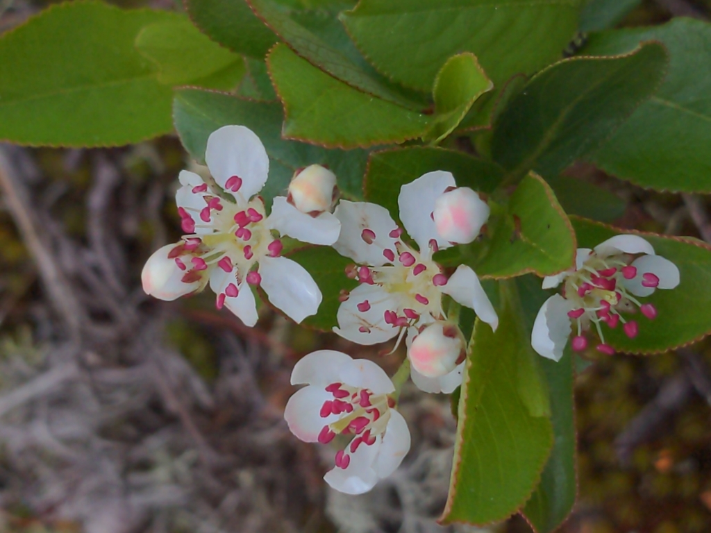 Black chokeberry