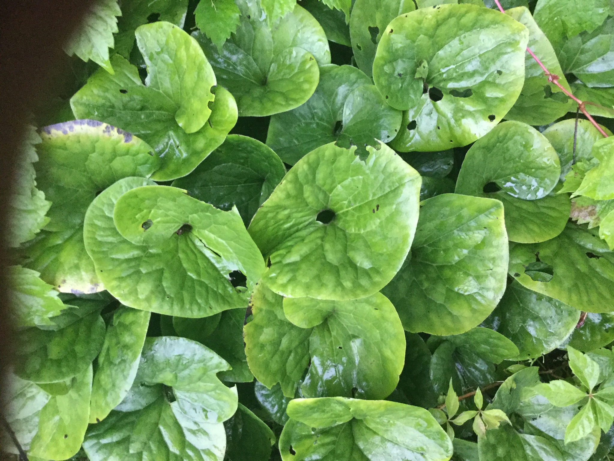 Common wild ginger