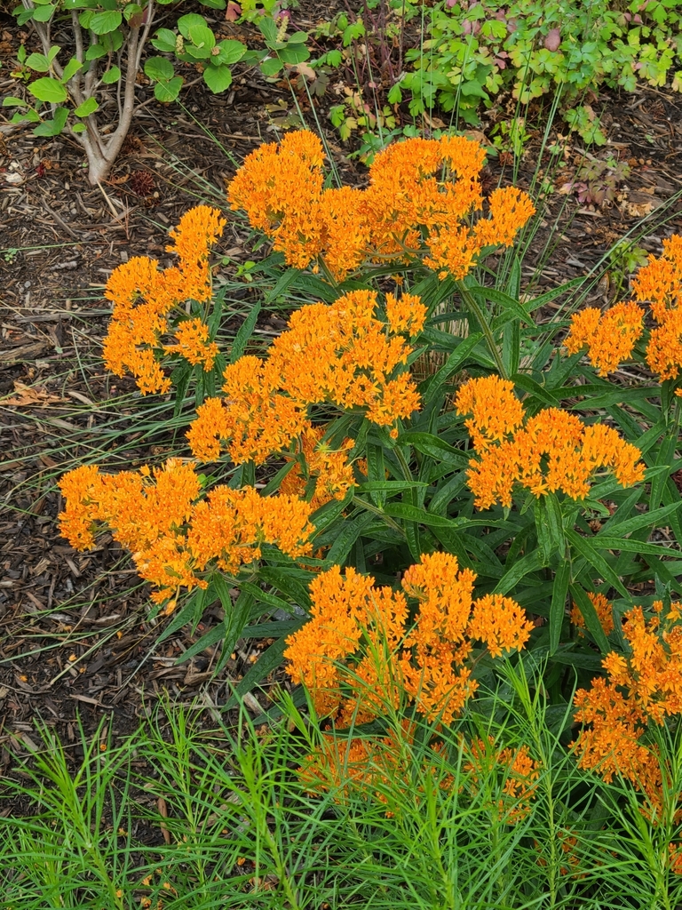 Butterfly milkweed