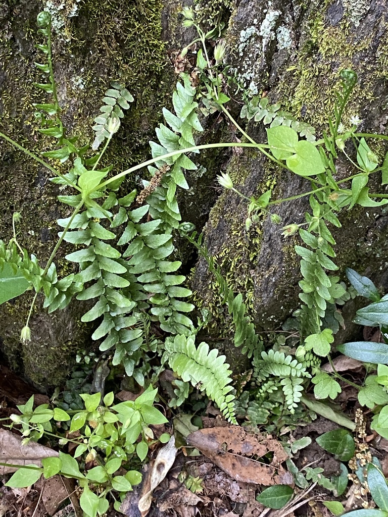 Ebony spleenwort