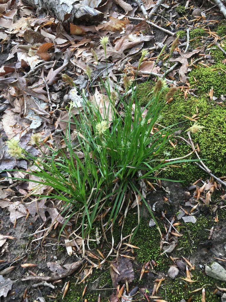 Pennsylvania sedge