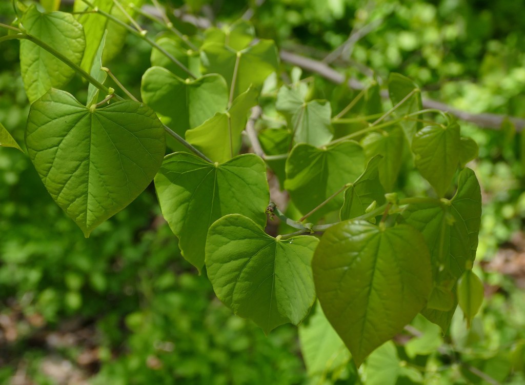 Eastern redbud