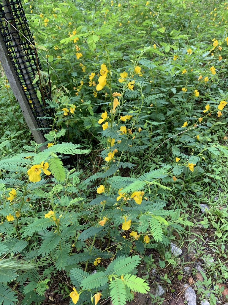 Partridge pea