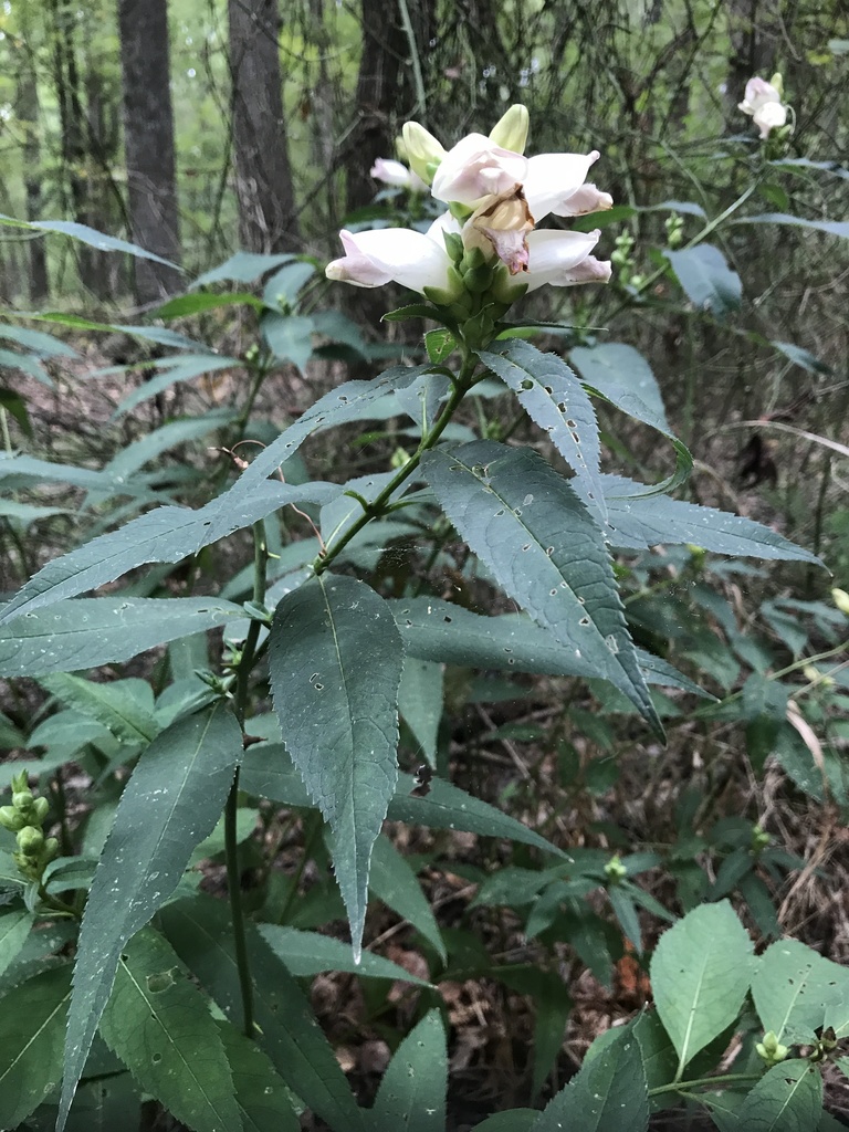 White turtlehead