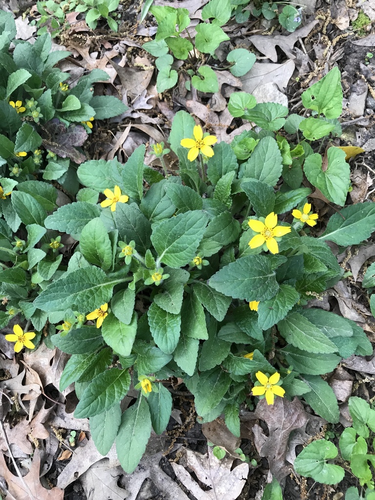 Green and gold