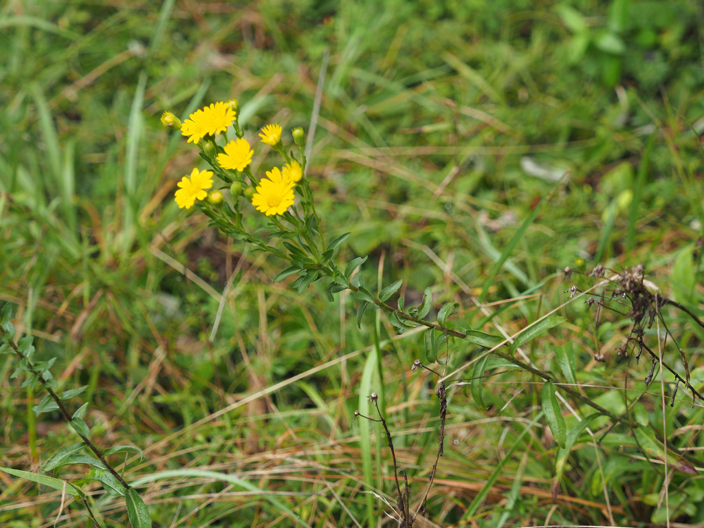 Maryland golden-aster