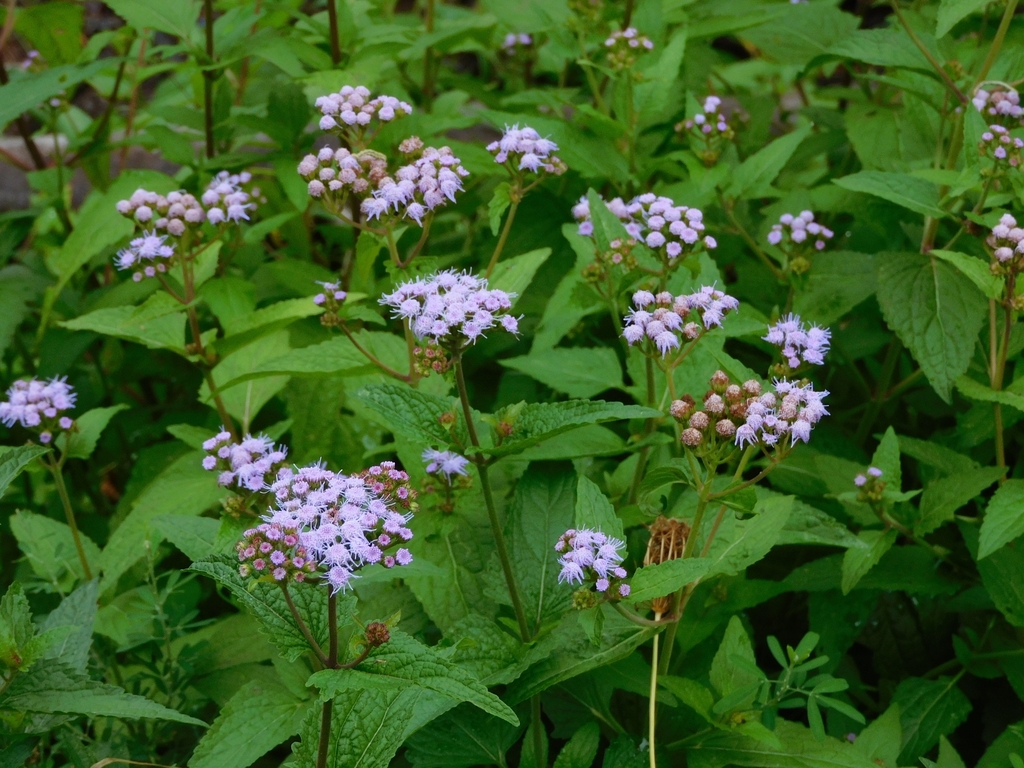 Mistflower