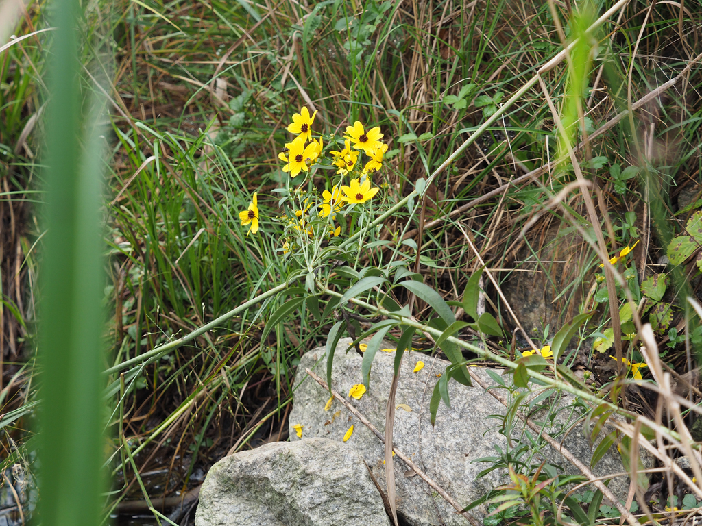 Tall coreopsis