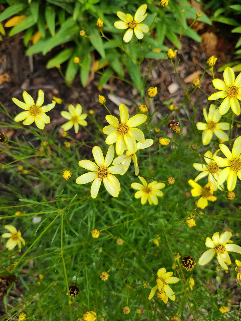 Whorled coreopsis