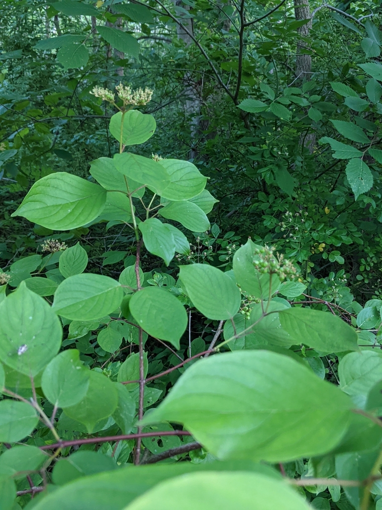 Silky dogwood