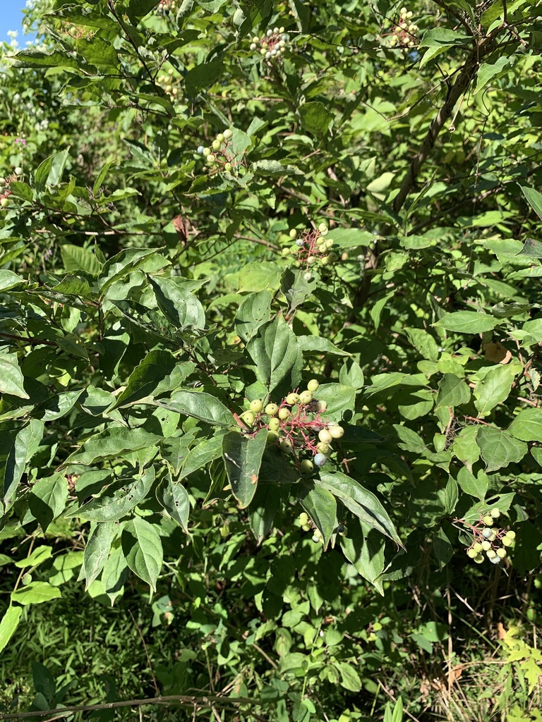 Gray dogwood