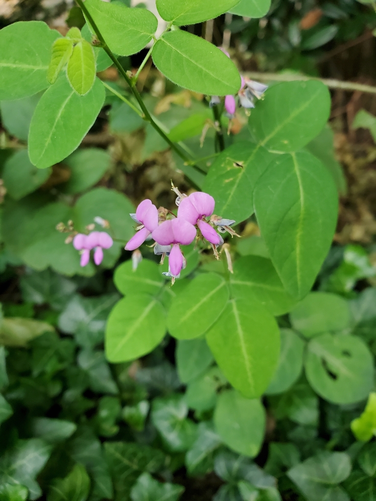 Narrow-leaf tick trefoil