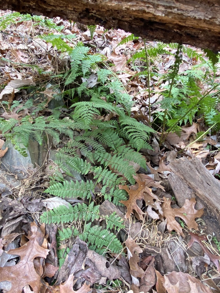 Evergreen wood fern