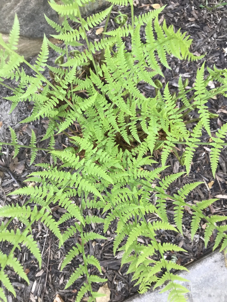 Marginal wood fern
