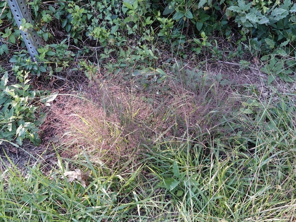 Purple lovegrass