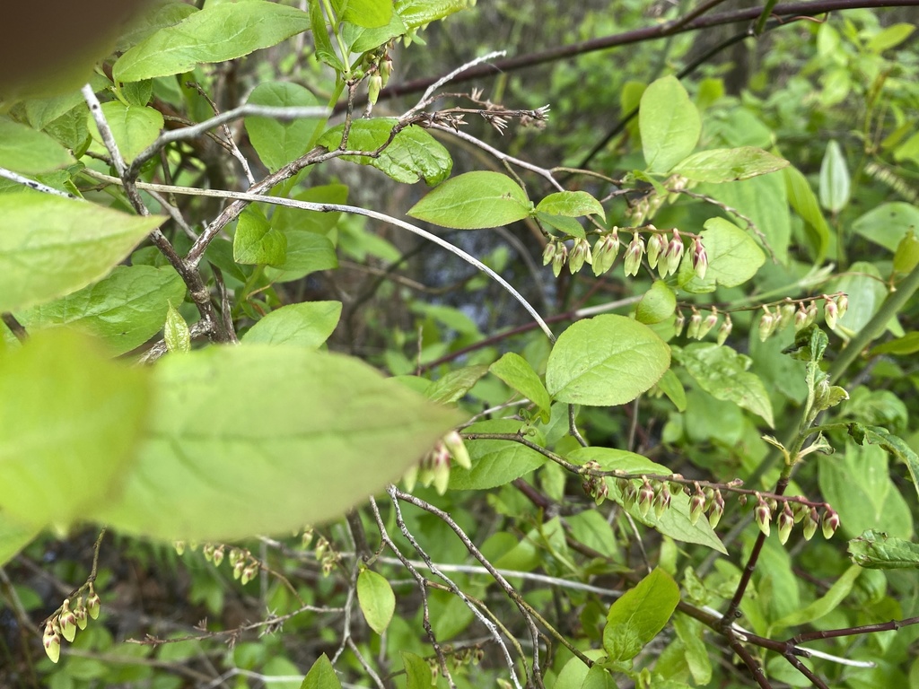 Fetterbush