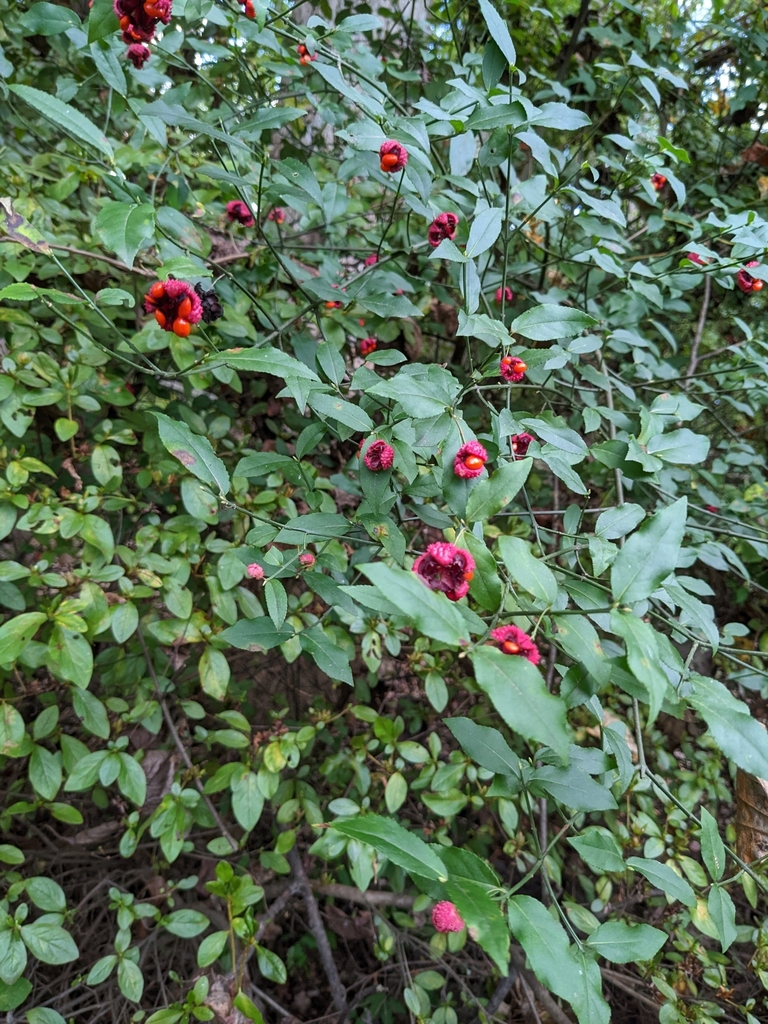 Strawberry-bush