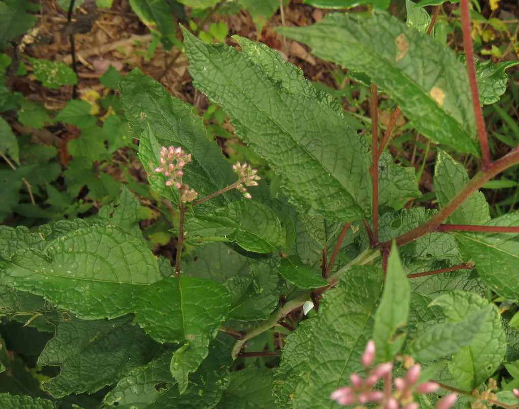 Three-nerved joe-pye-weed