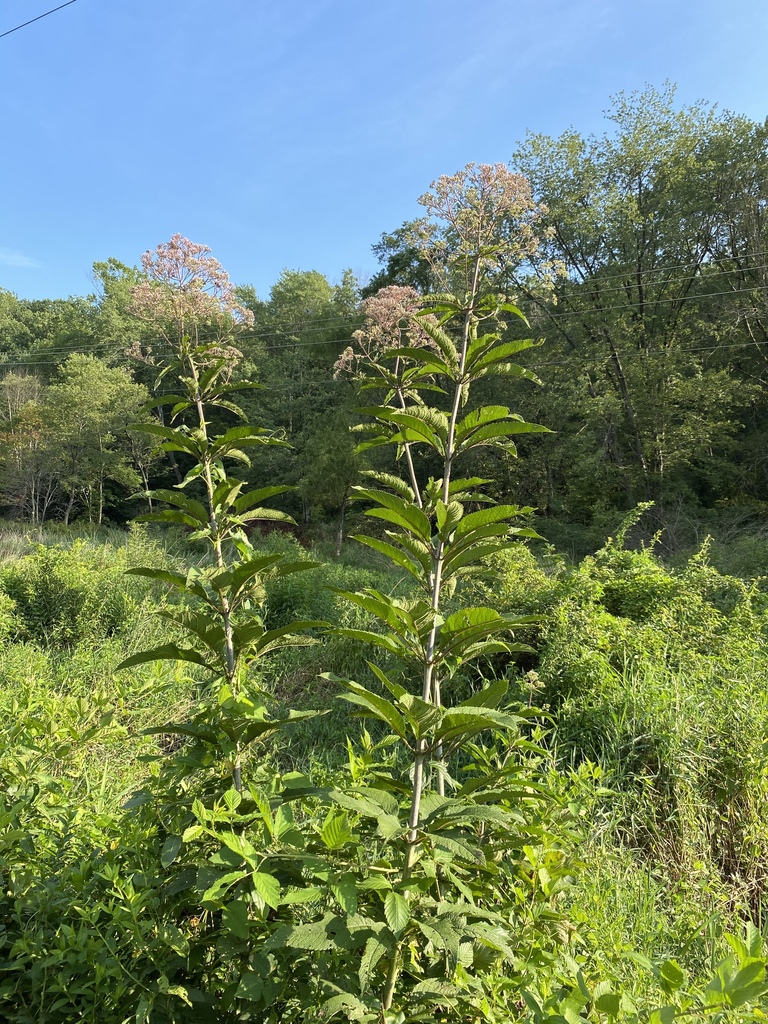 Hollow joe-pye-weed