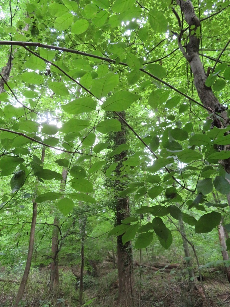American ash
