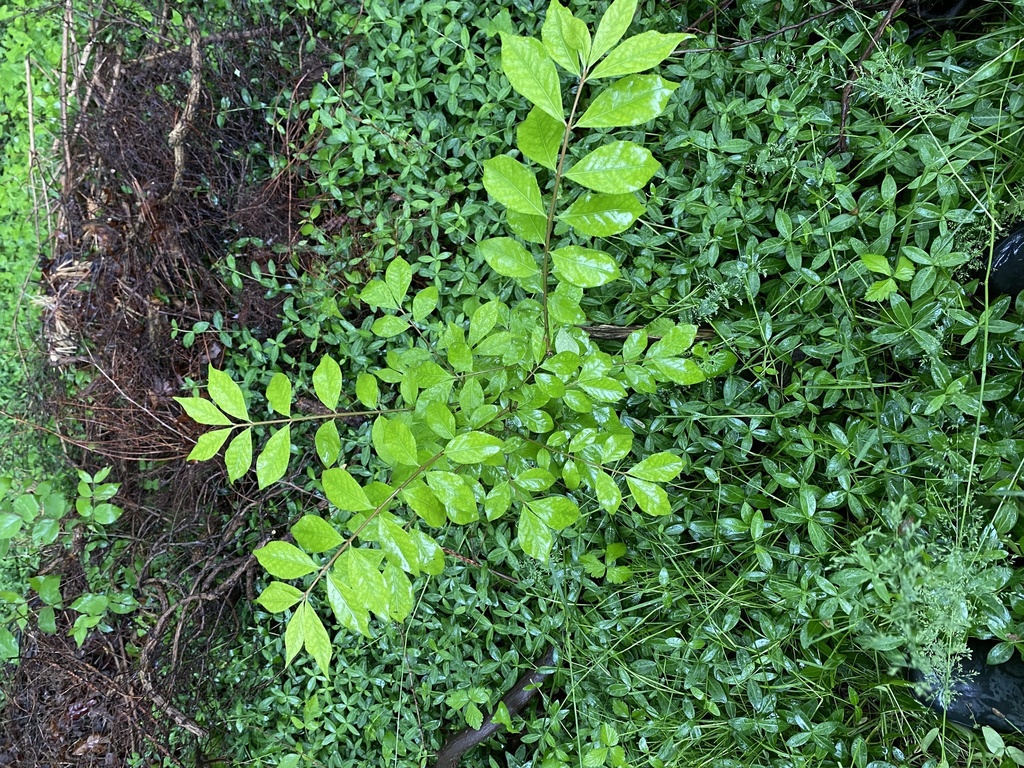 Green ash