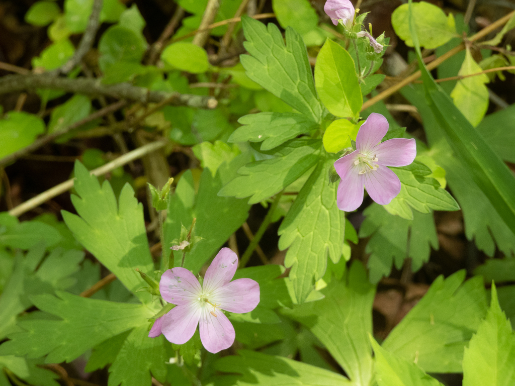 Wild geranium