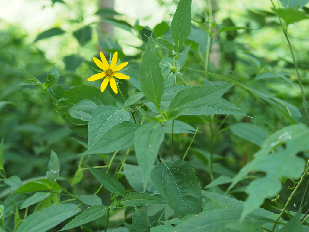 Woodland sunflower