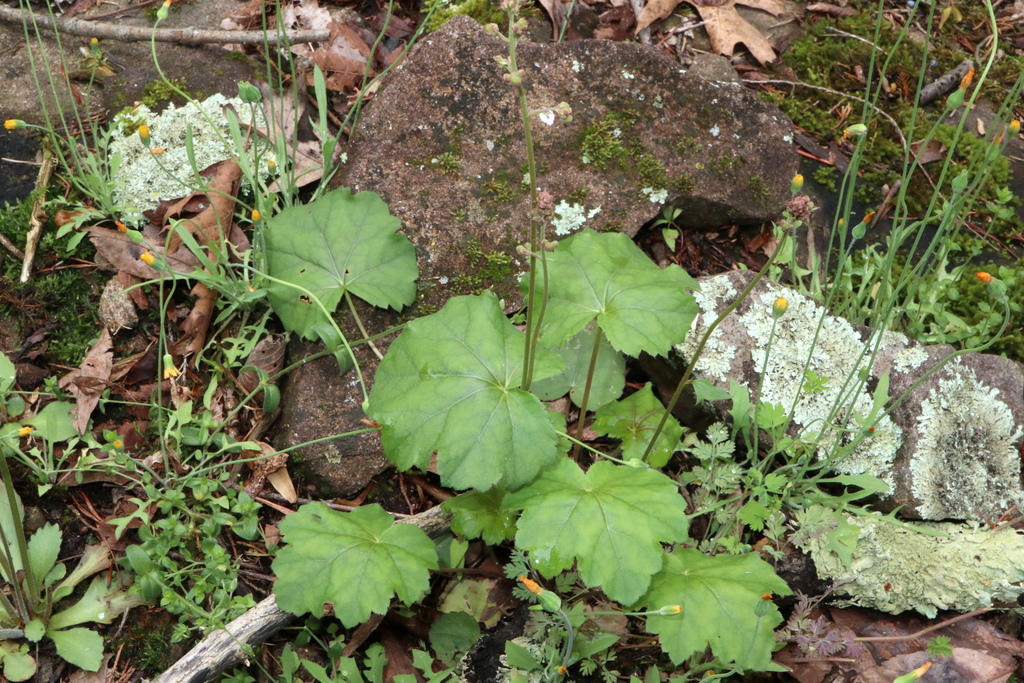 Alumroot