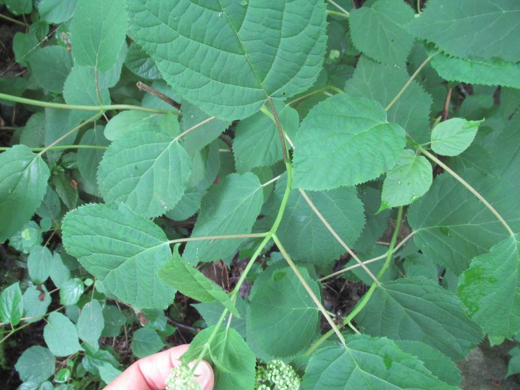 Wild hydrangea