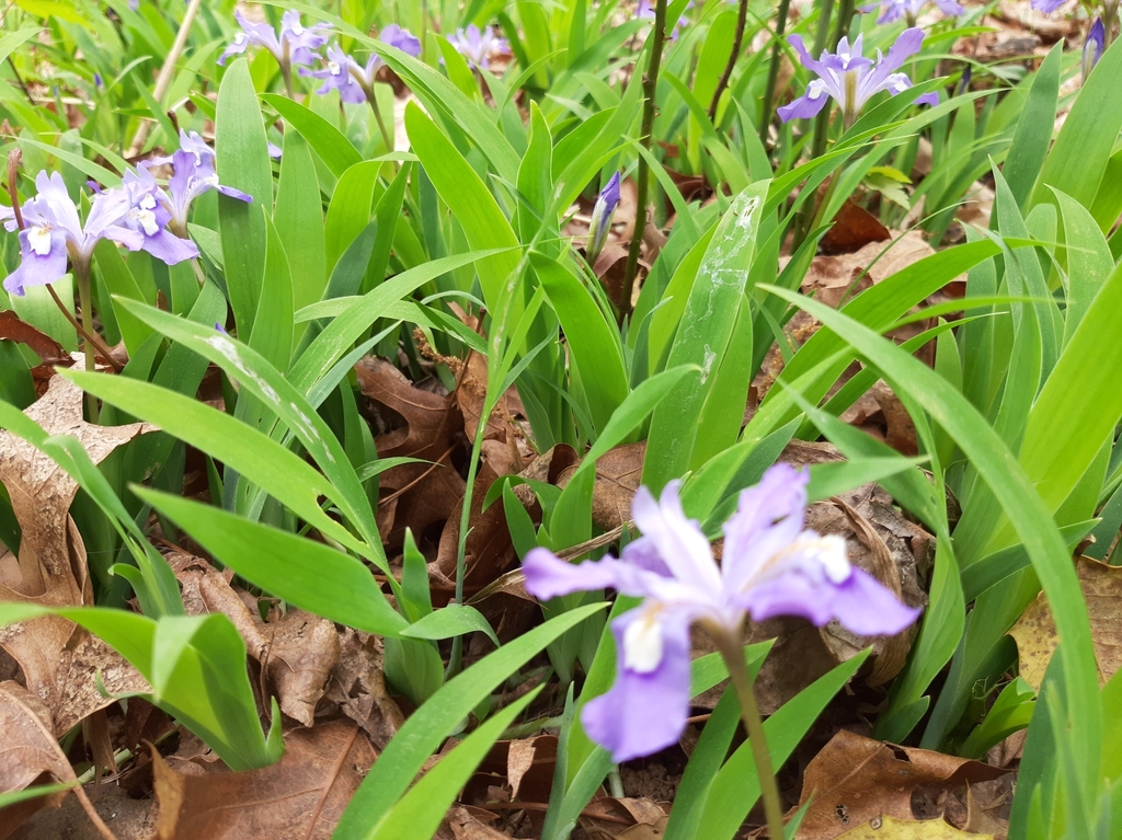 Dwarf crested iris