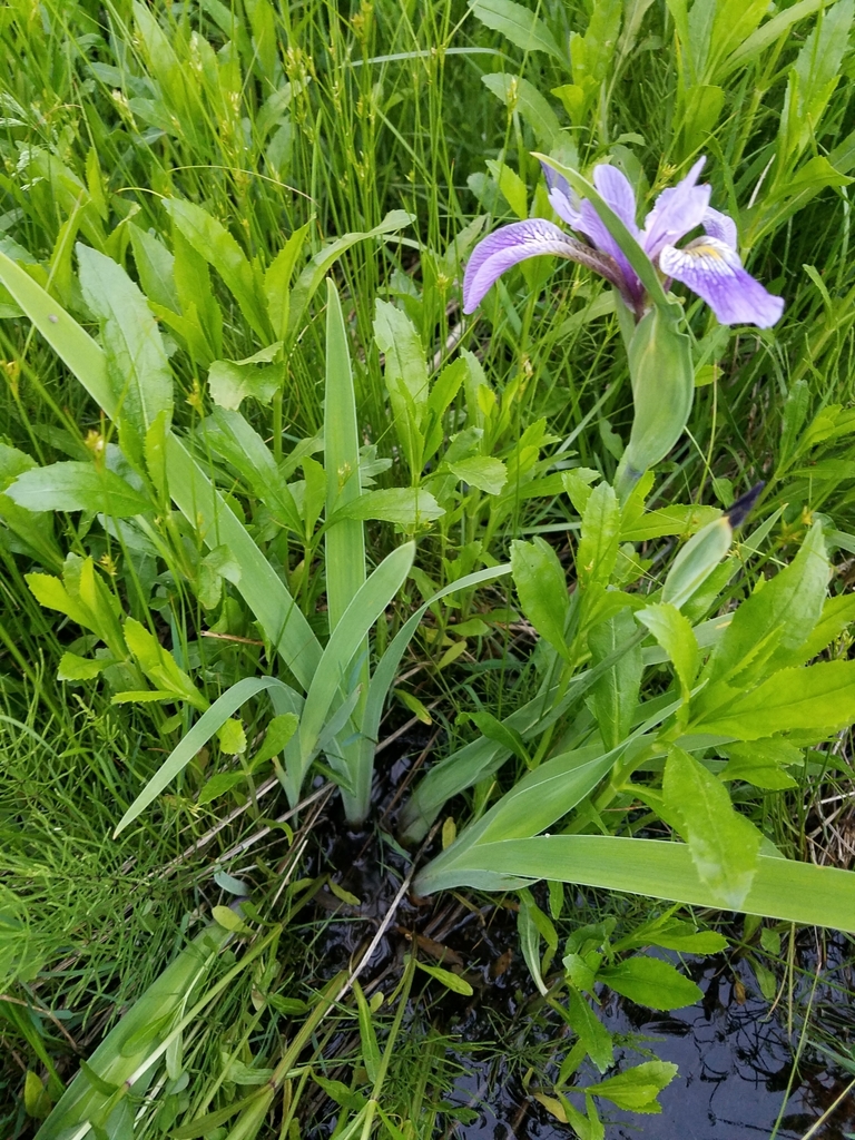 Northern blue flag