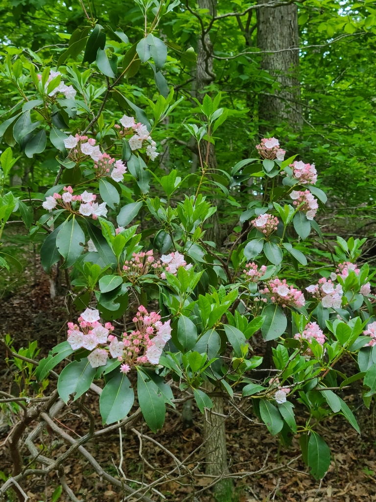 Mountain laurel