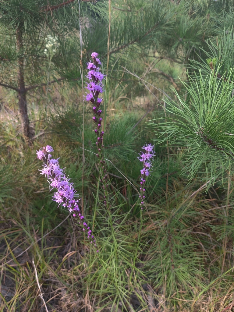 Grass-leaf blazing star