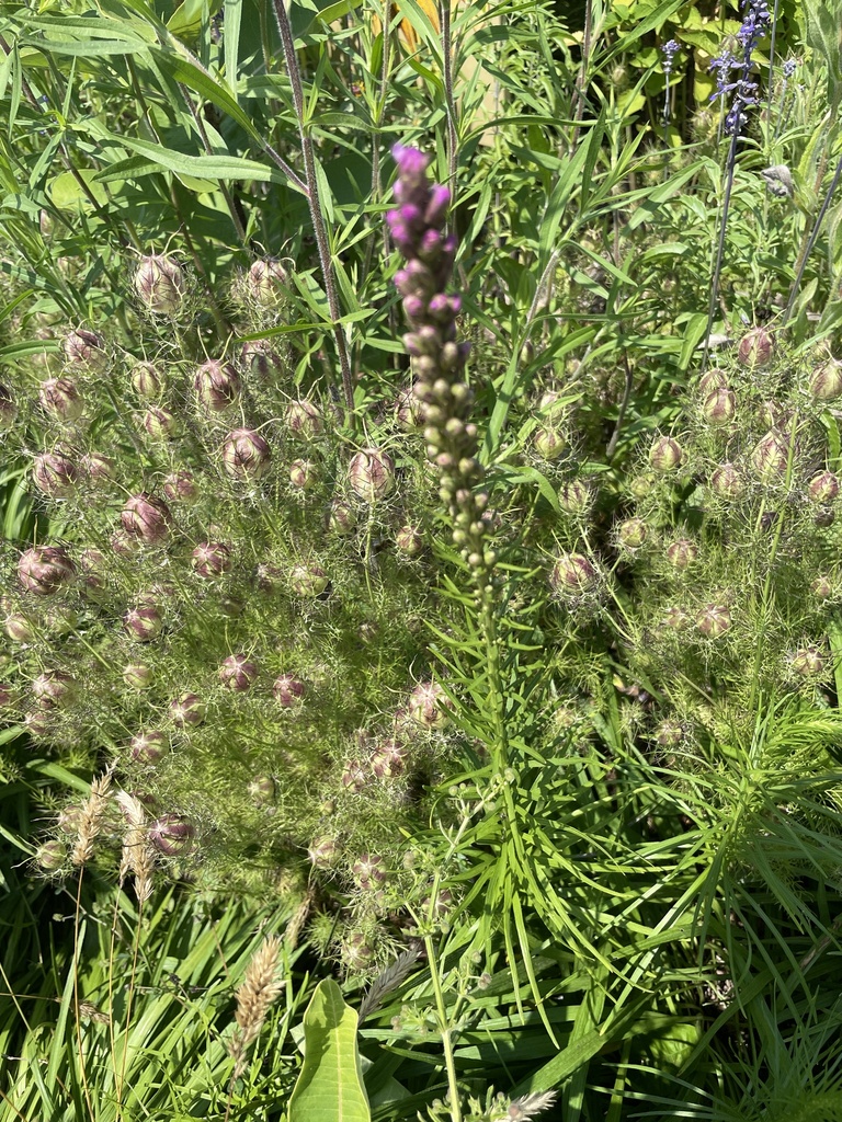 Dense blazing star