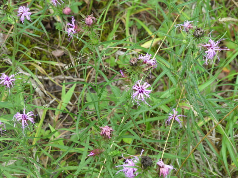 Scaly blazing star