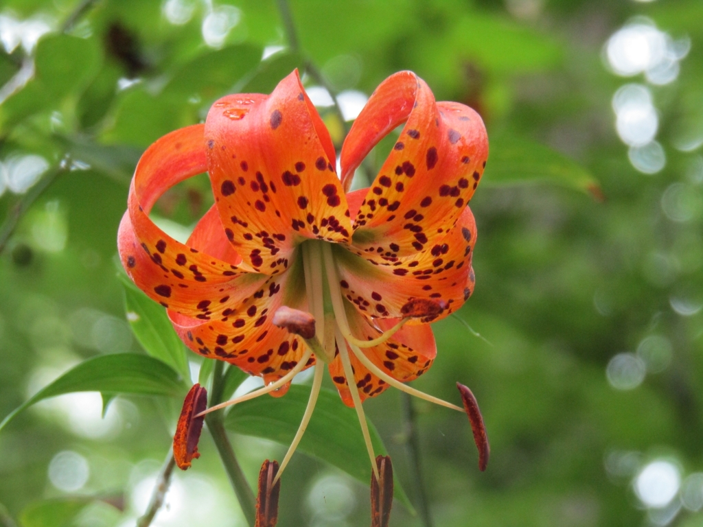 Turk's-cap lily