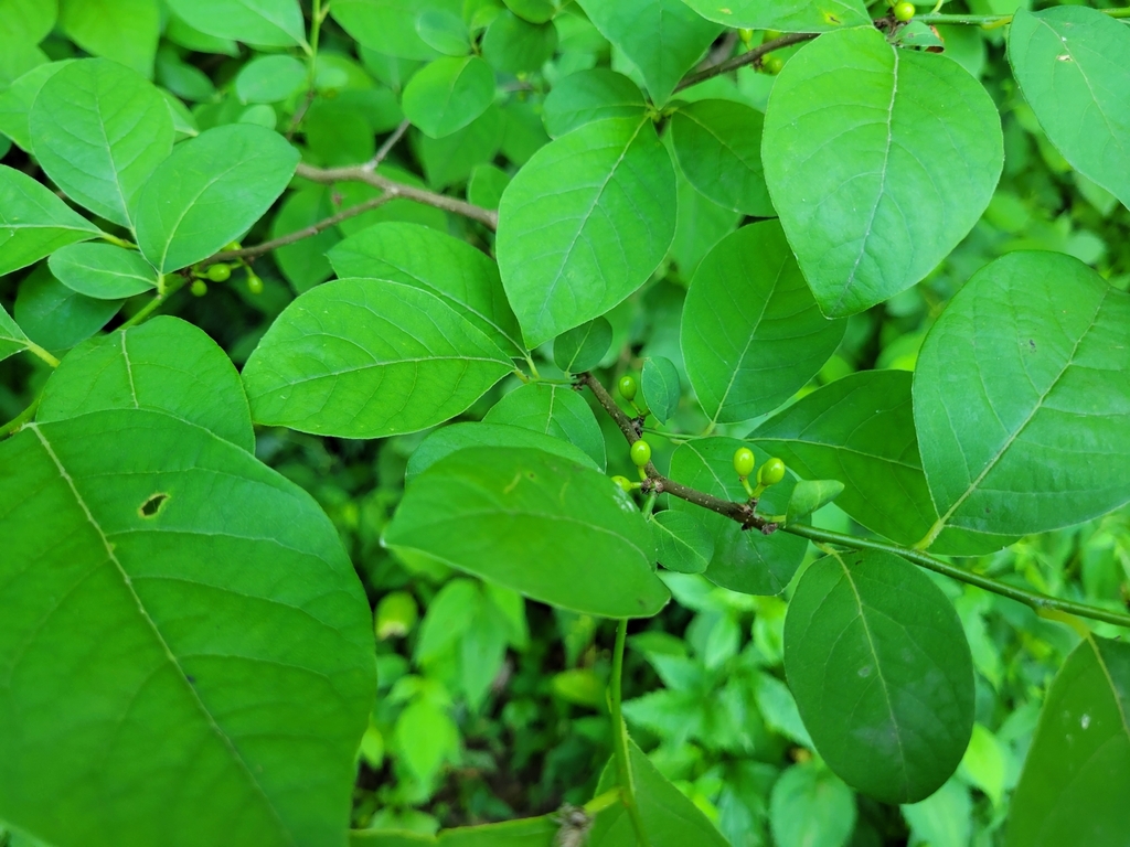 Spicebush