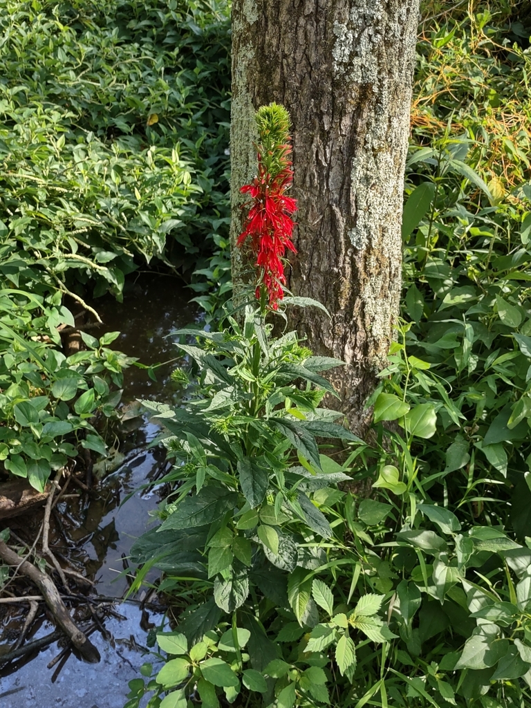 Cardinal flower