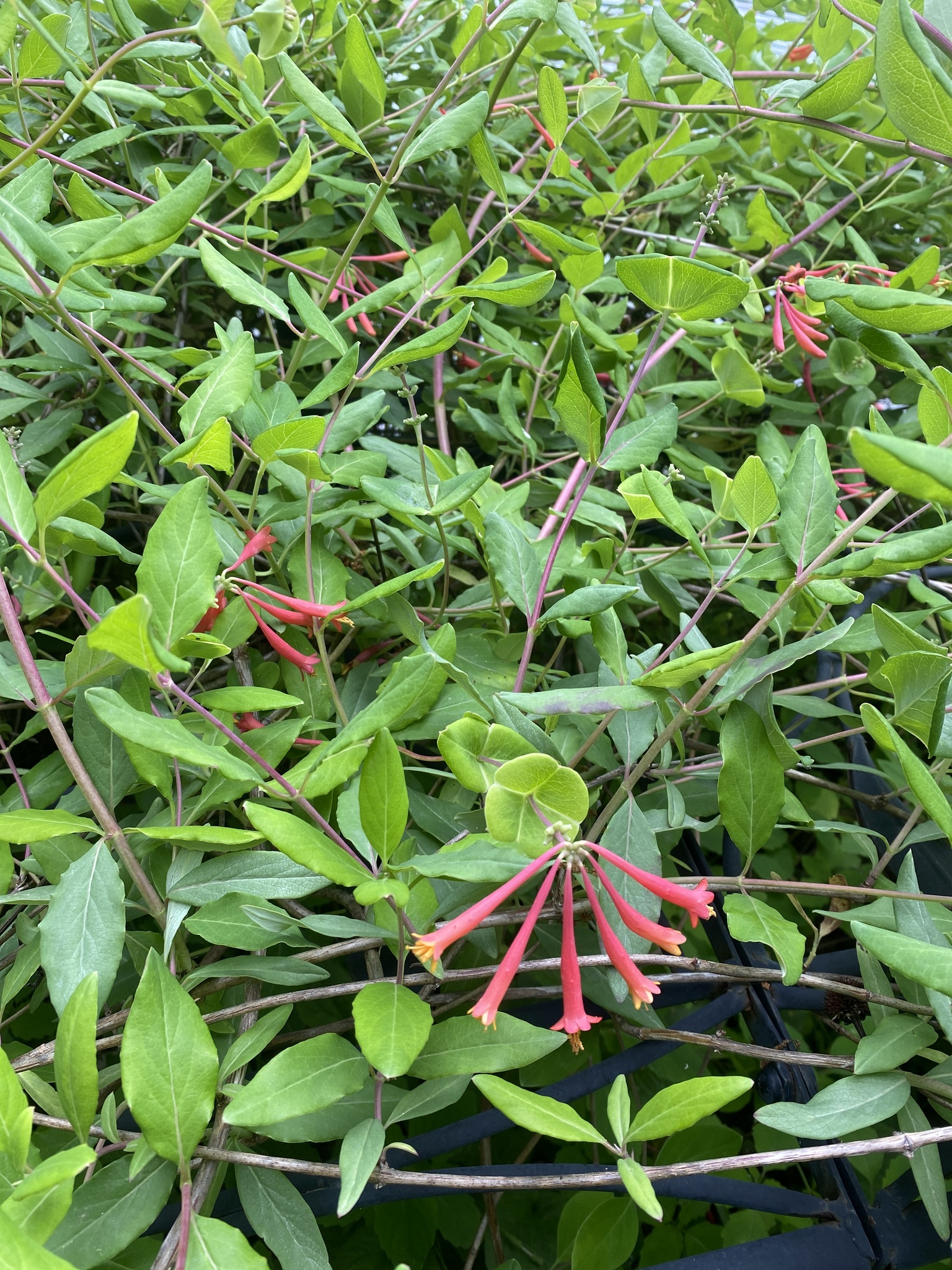 Trumpet honeysuckle