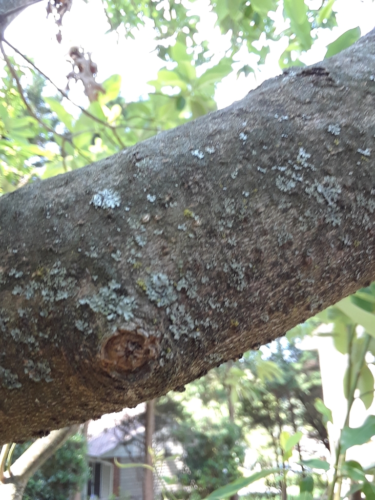 Swamp magnolia