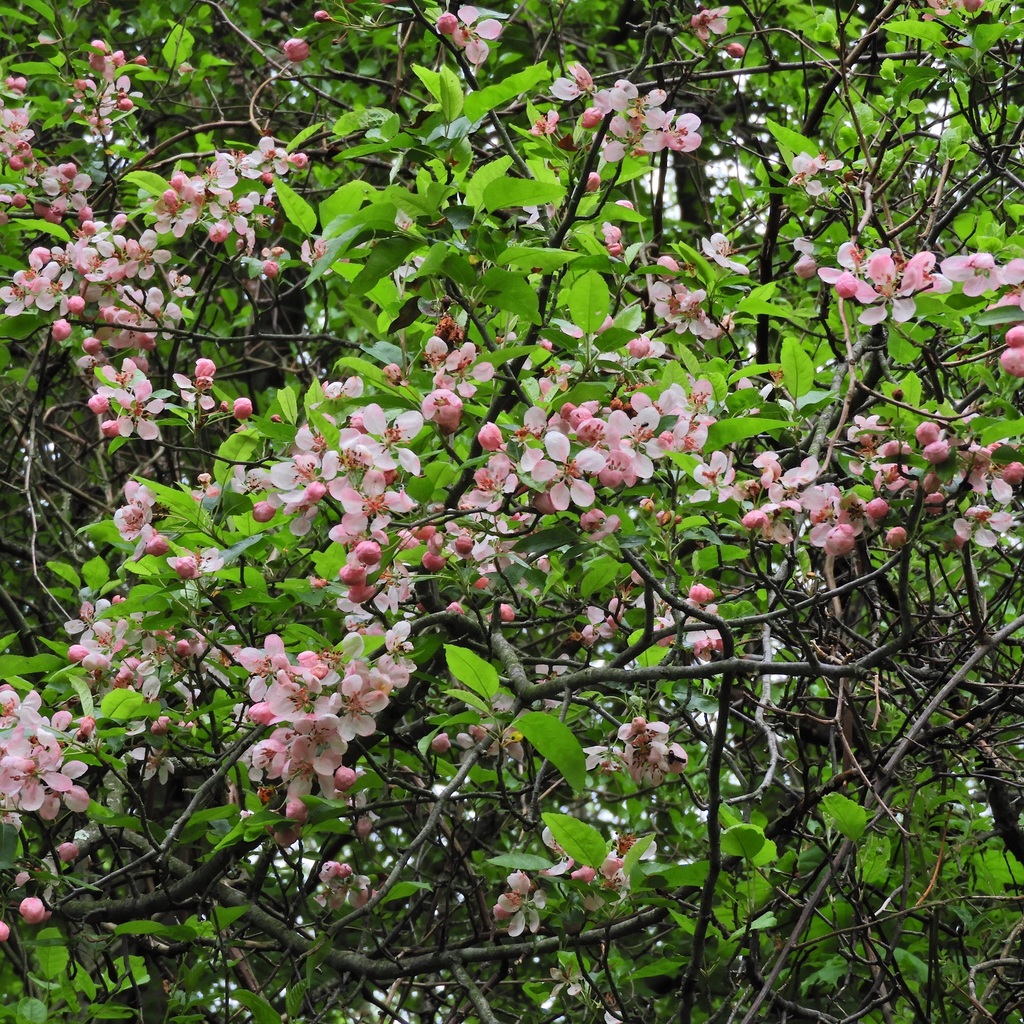 Southern crabapple
