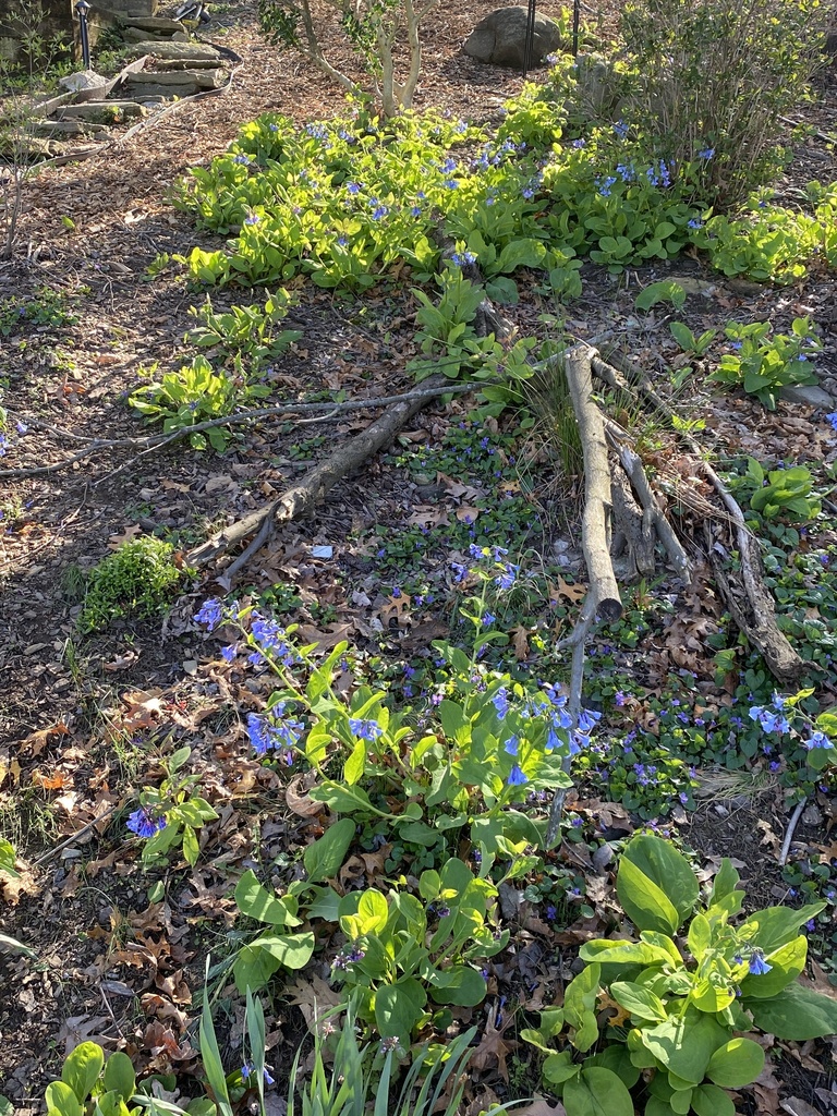 Virginia bluebell